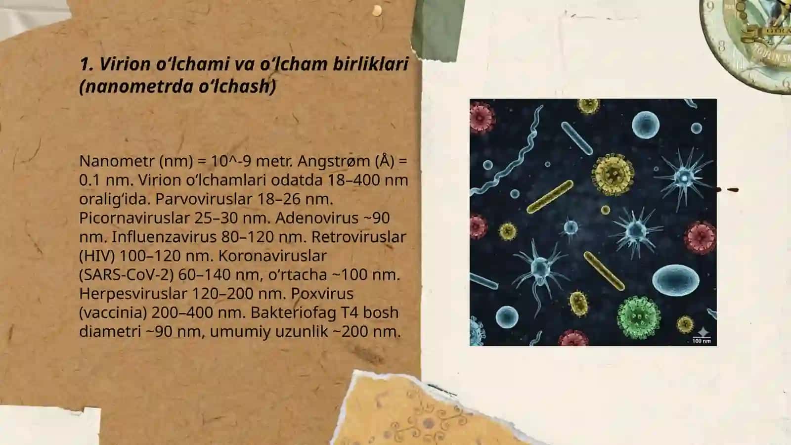 Virion oʻlcham va shakli 3