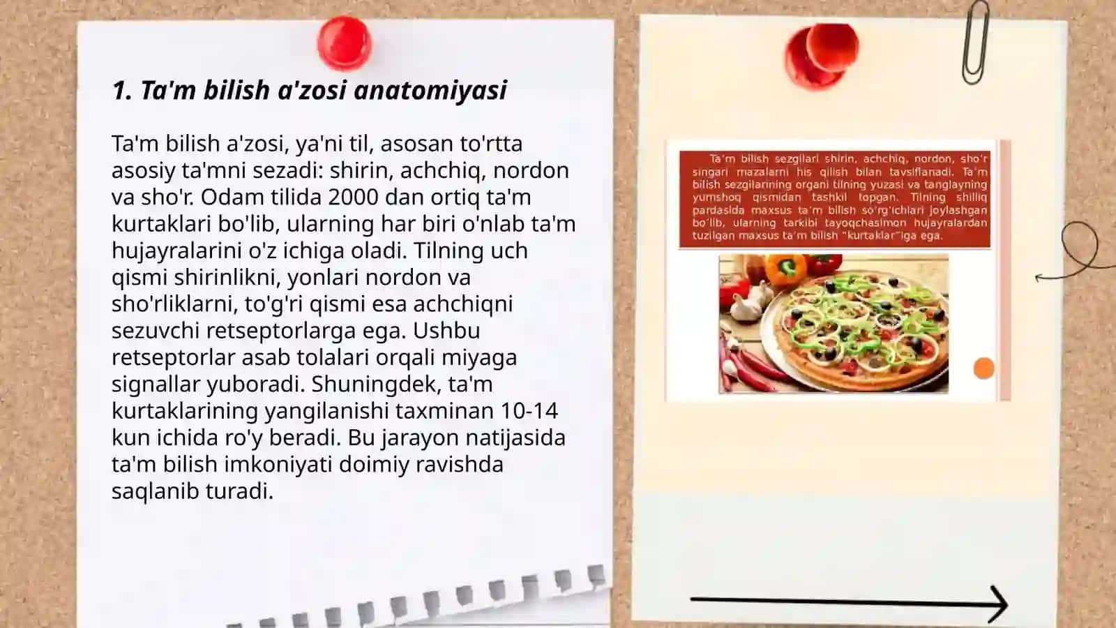 Ta'm bilish a'zosi anatomiyasi 3