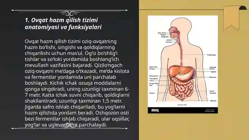 Ovqat hazm qilish tizimi 3