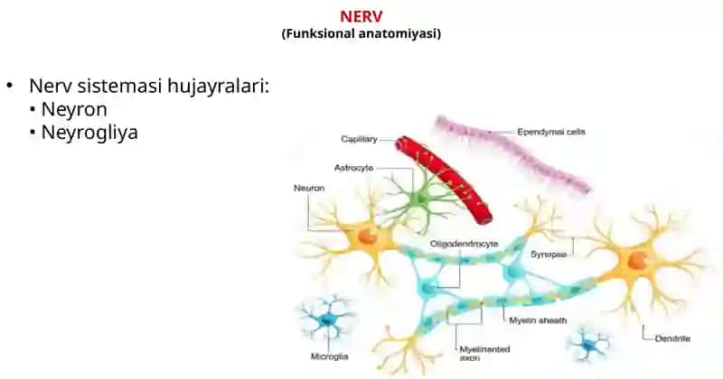 Nervsistemasifiziologiyasi.Sinapslar 3
