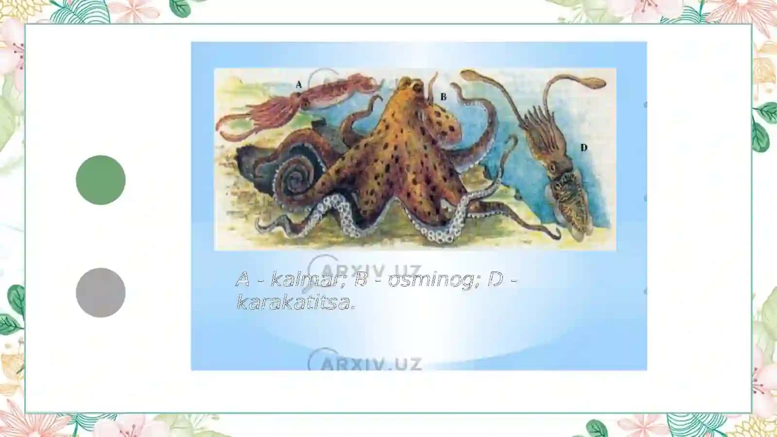 Boshoyoqli mollyuskalar (Cephalopoda) 3