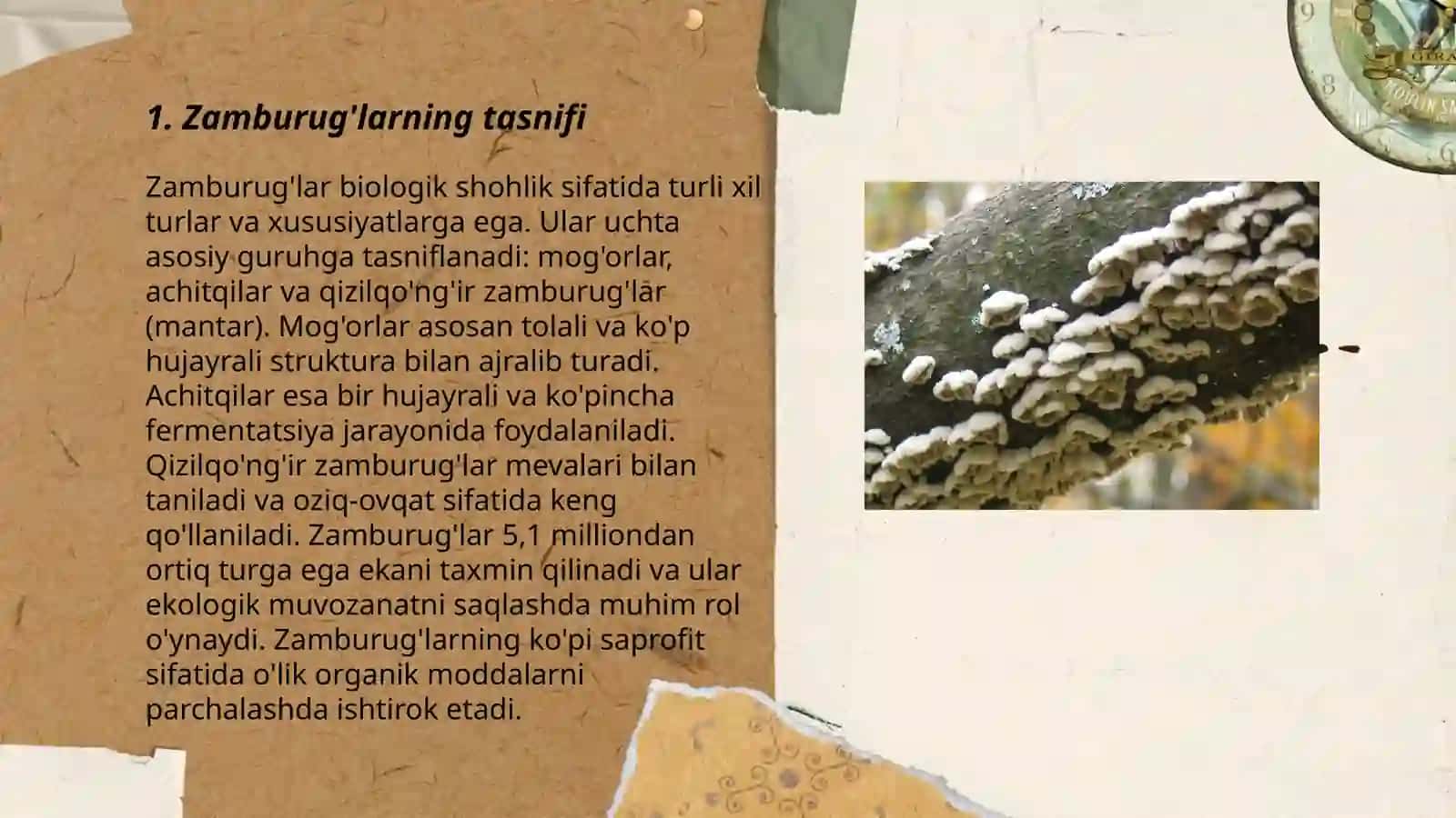 Zamburug’lar dunyosi 3