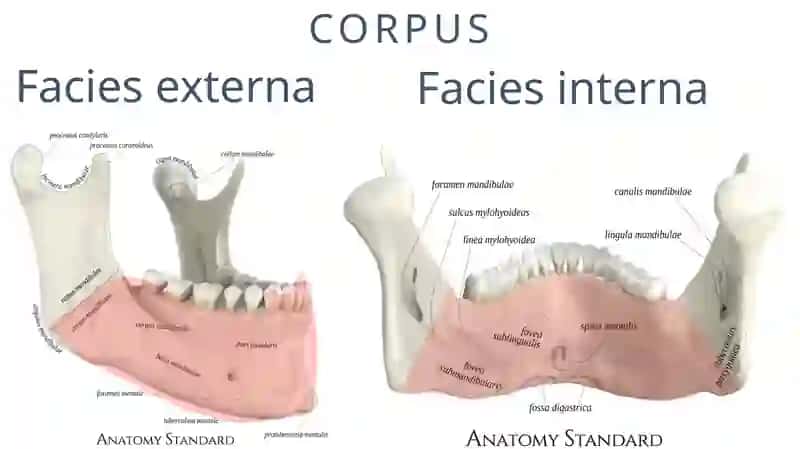 MANDIBULA 3
