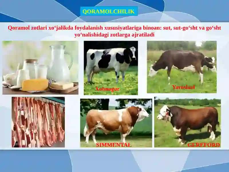 SUTEMIZUVCHILAR SINFIGA MANSUB CHORVA MOLLARI 3