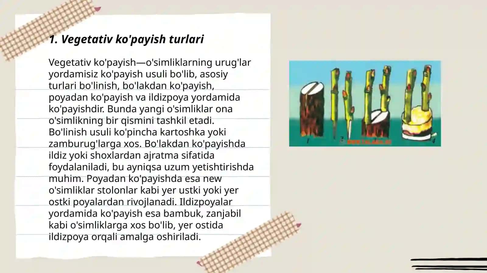 O'simliklarning vegetativ ko'payishi 3