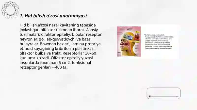 Hid bilish a'zosi anatomiyasi 3