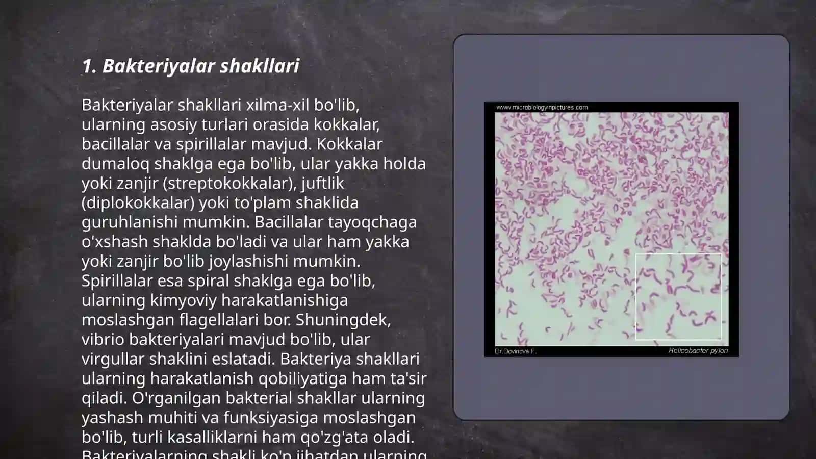 Bakteriyalar morfologiyasi 3