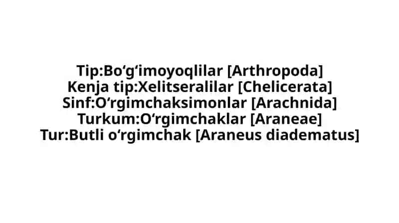O‘rgimchak (Araneus diadematus) 3