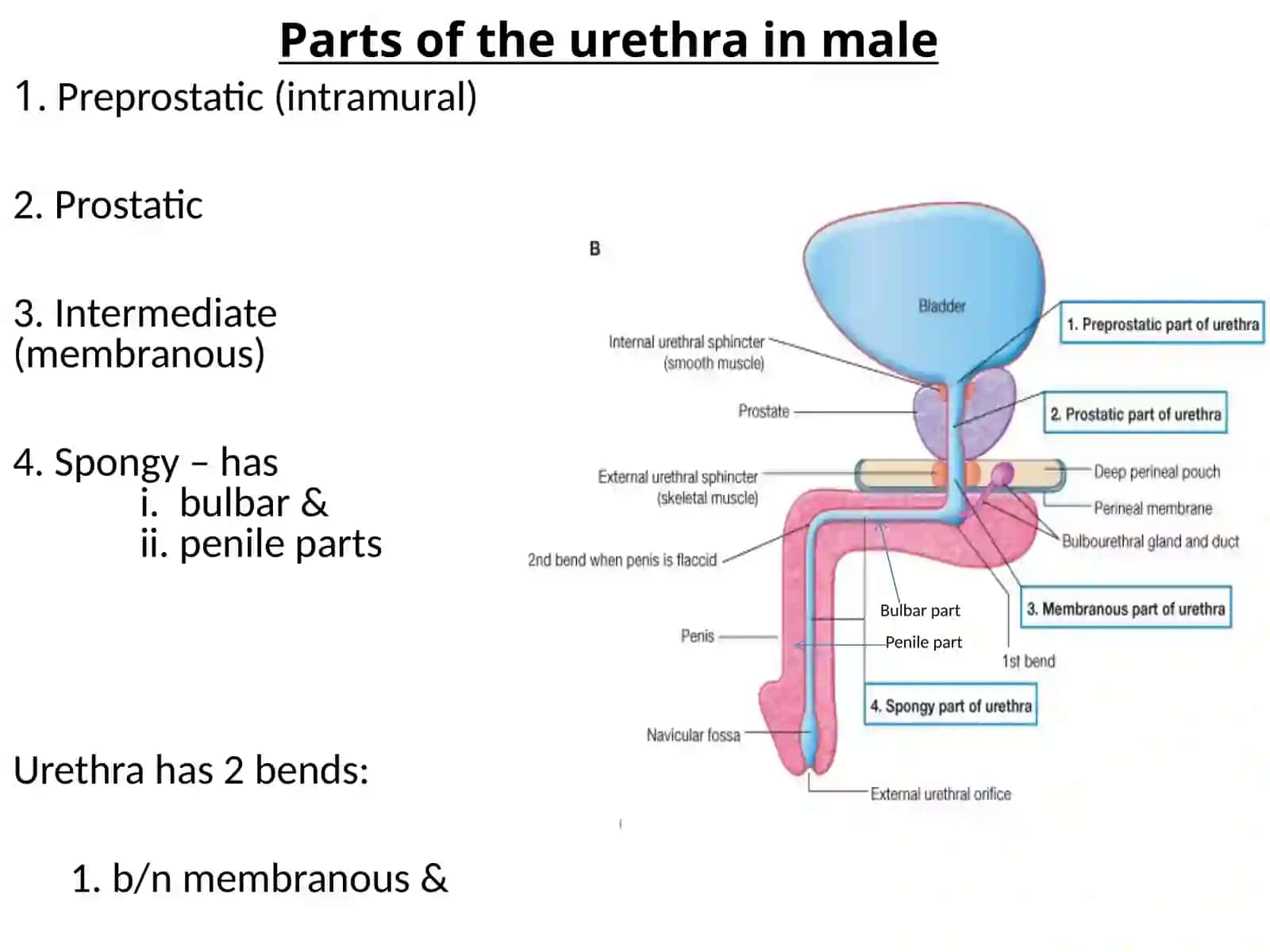 Urethra Structure in Male and Female 3