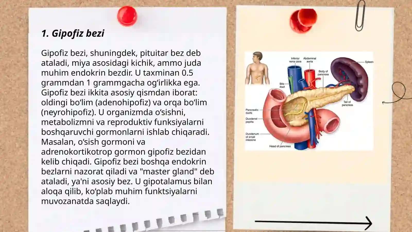 Ichki sekretsiya bezlari 3