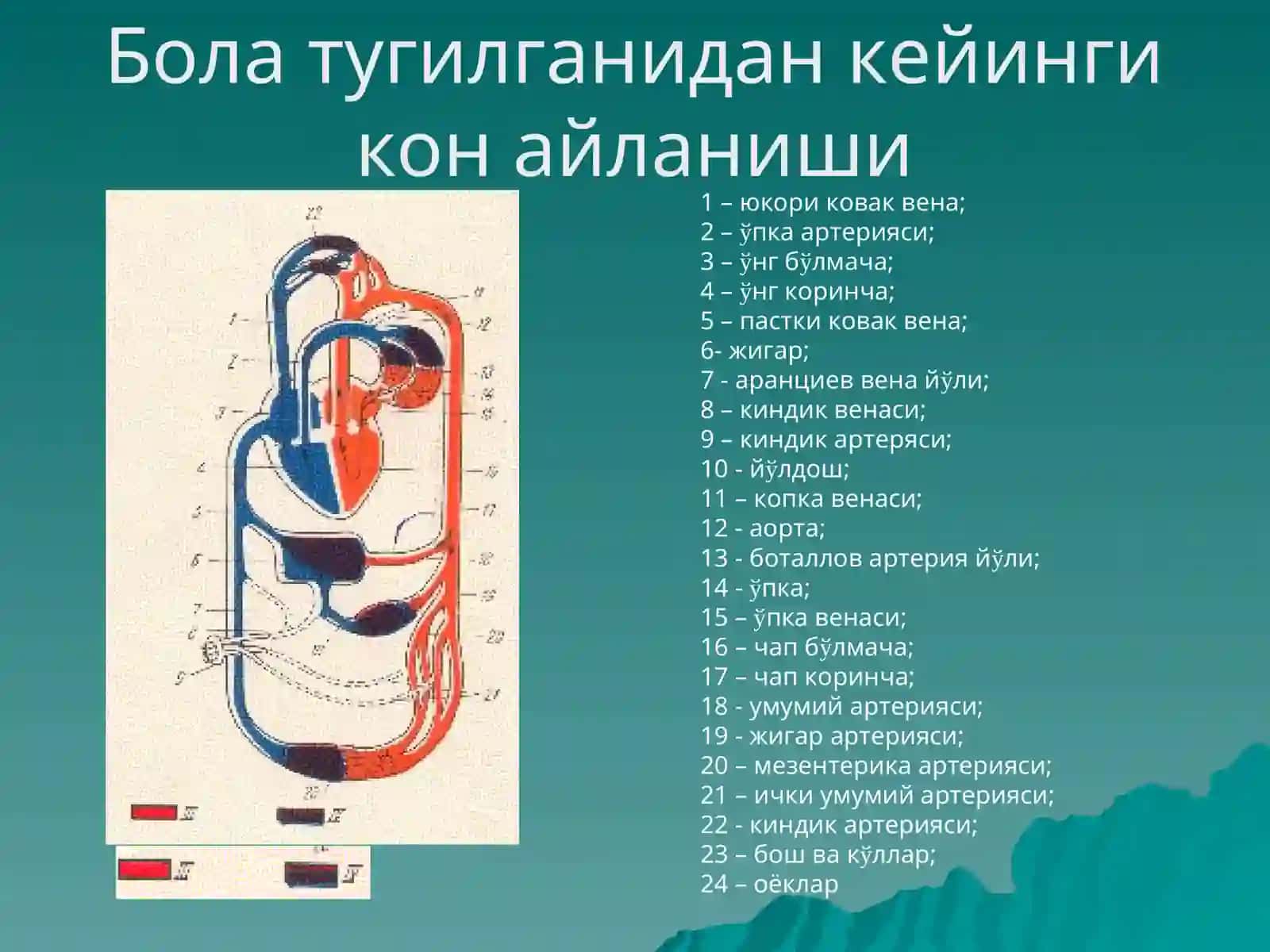 Юракда шовкин синдроми: тугма ва орттирилган юрак нуксонлари 3