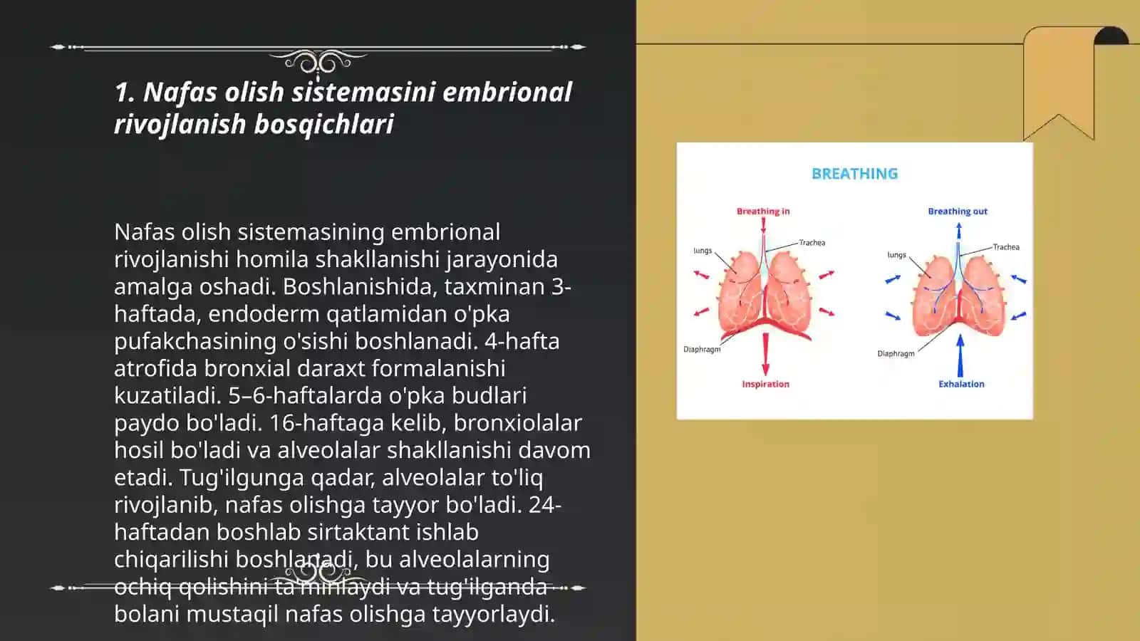 Nafas olish sistemasini embrional rivojlanishi va anatomiyasi 3