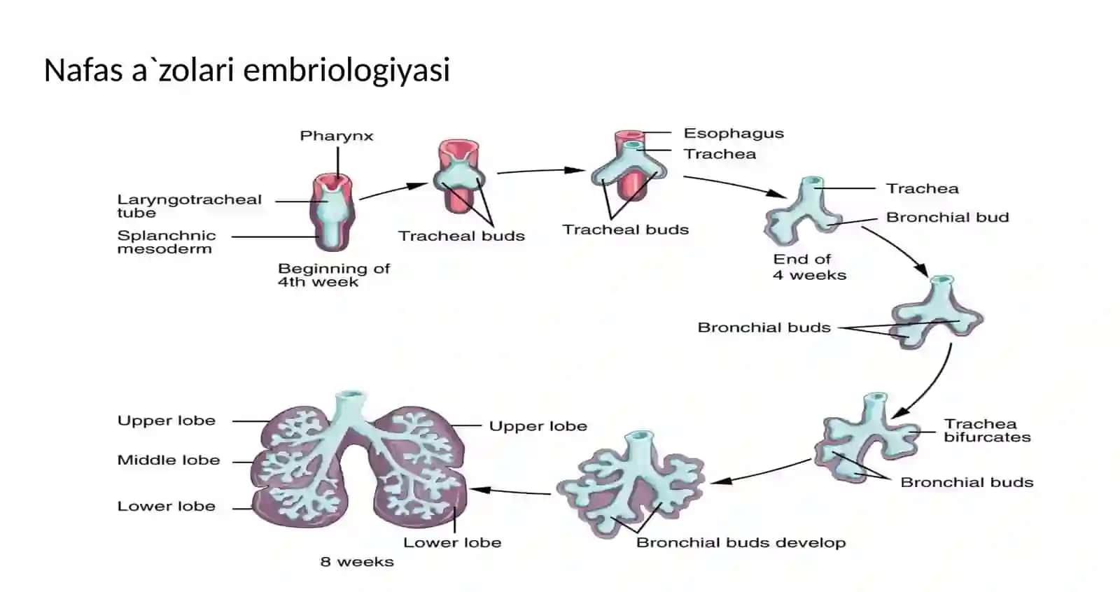 Nafas sistemasining embrional rivojlanishi va anatomiyasi 3
