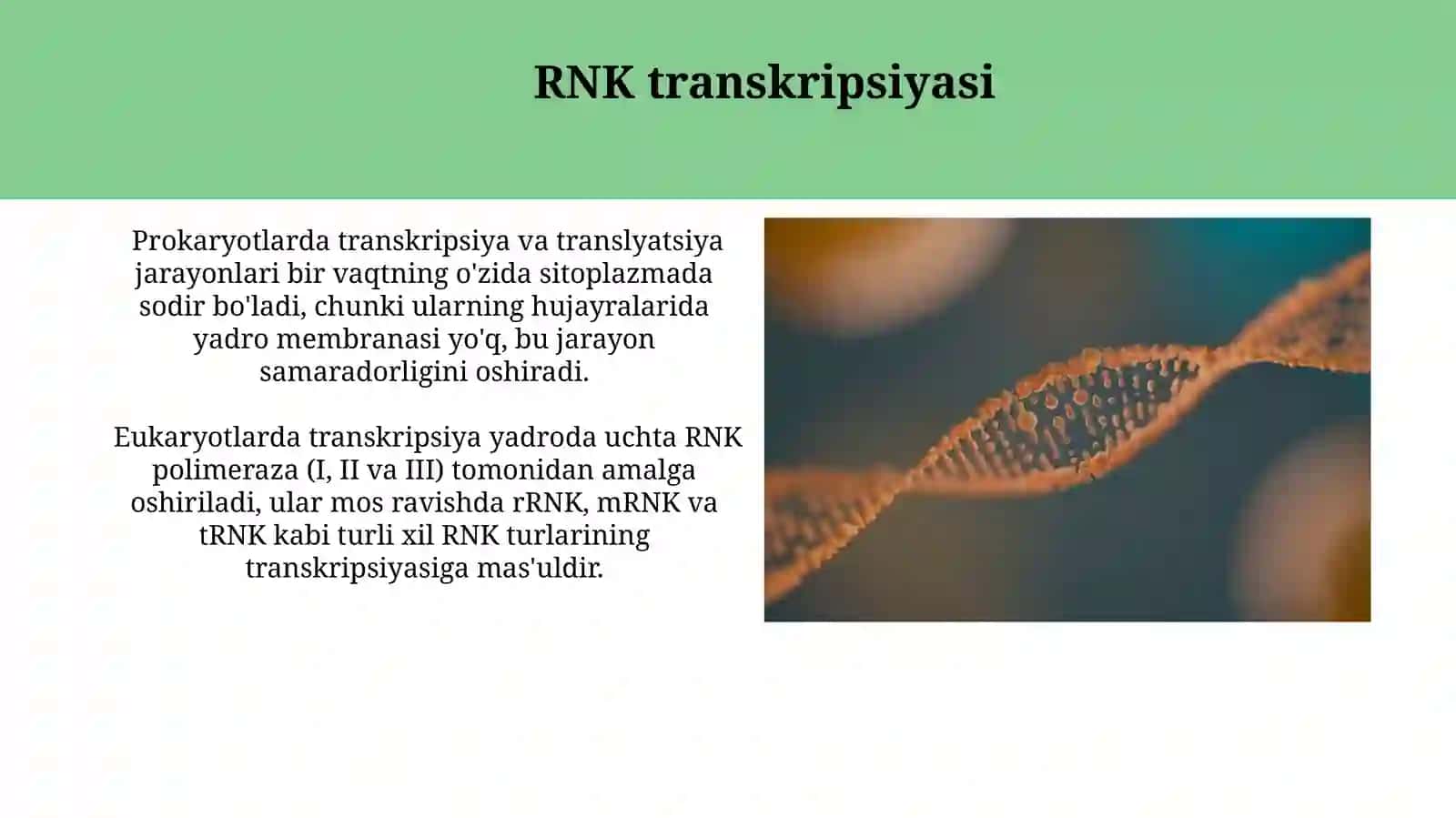 Transkripsiya, translayatsiya va replikatsiya 3