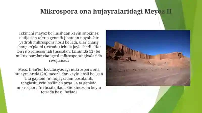 Mikrosporongenez 3