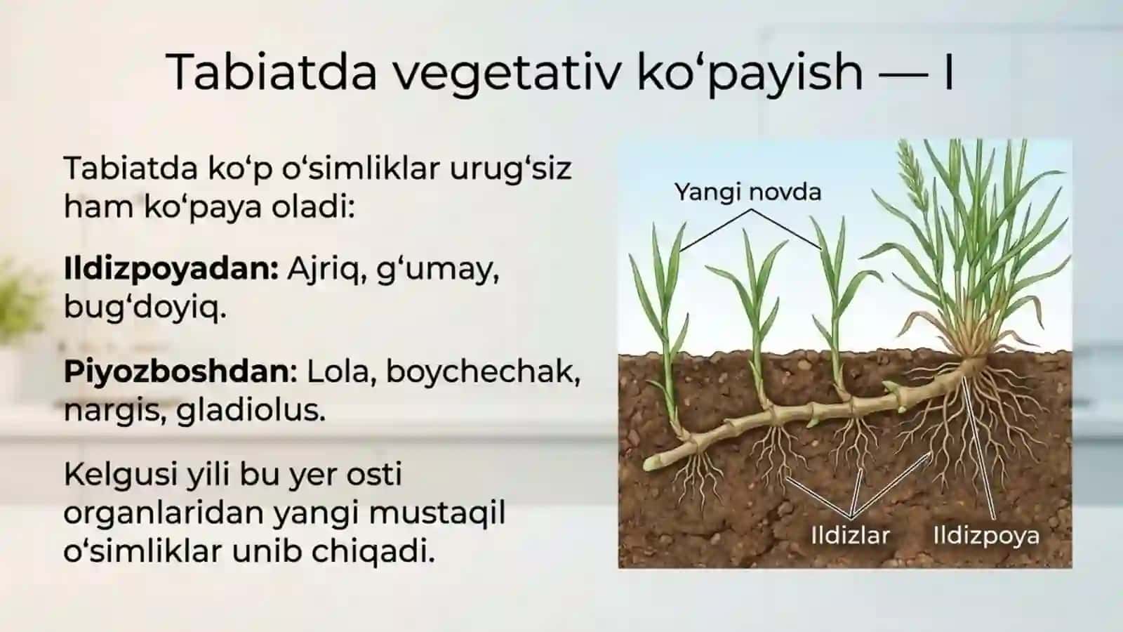 O'simliklarning ko'payishi 3
