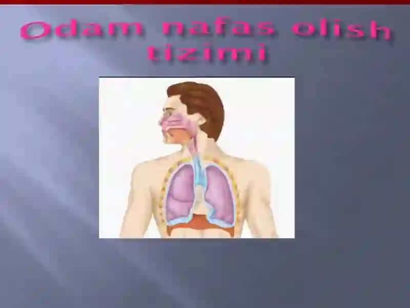 NAFASOLISHA’ZOLARINING TUZILISHI 3