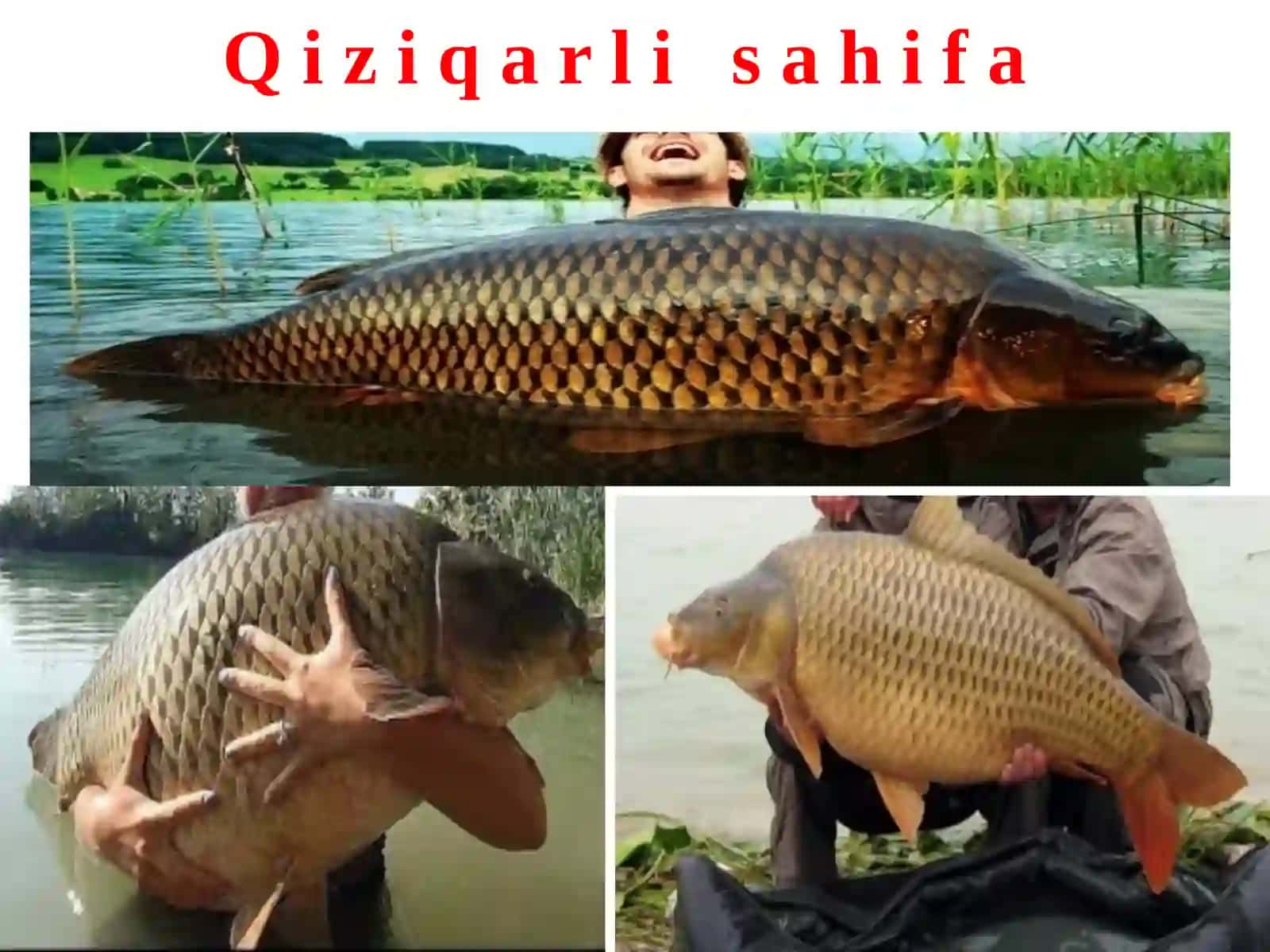 Baliqlarning ko‘payishi va rivojlanishi 3