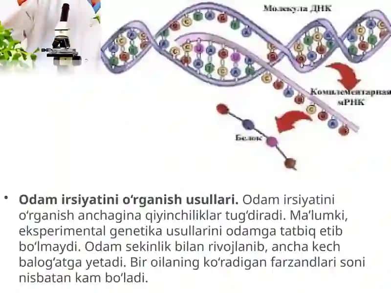odam genetikasi 3