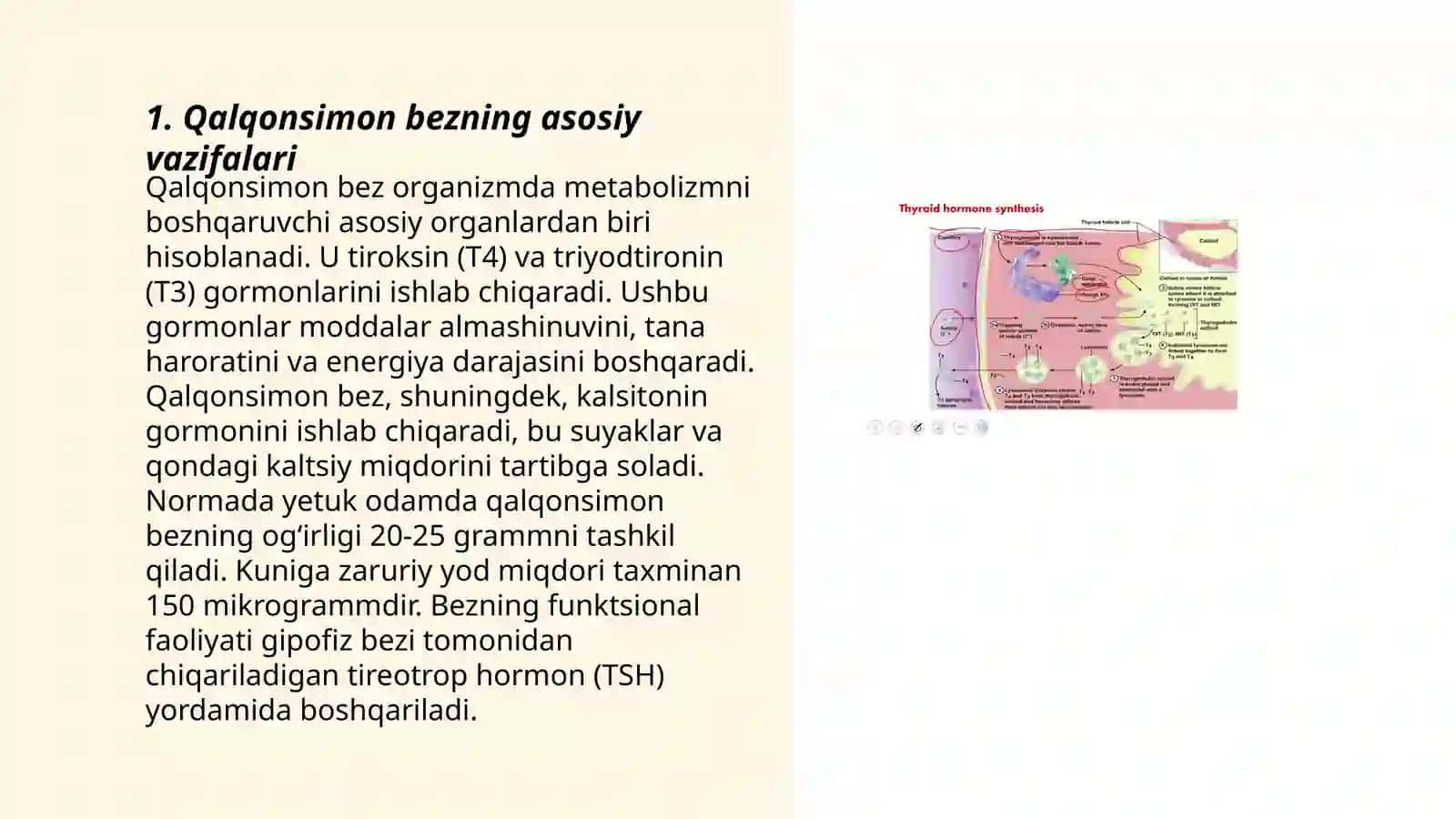 Qalqonsimon Bezning Metabolizmga Ta'siri 3