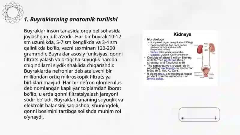 Buyrak tuzilishi va vazifasi 3