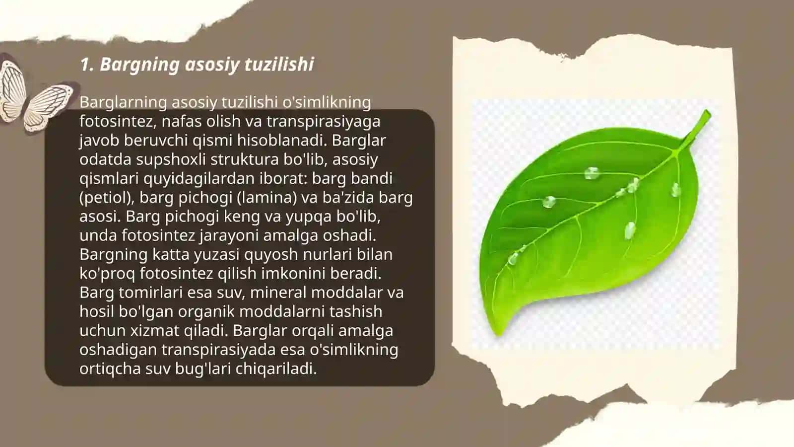 Bargning anatomik va morfologik tuzilishi 3