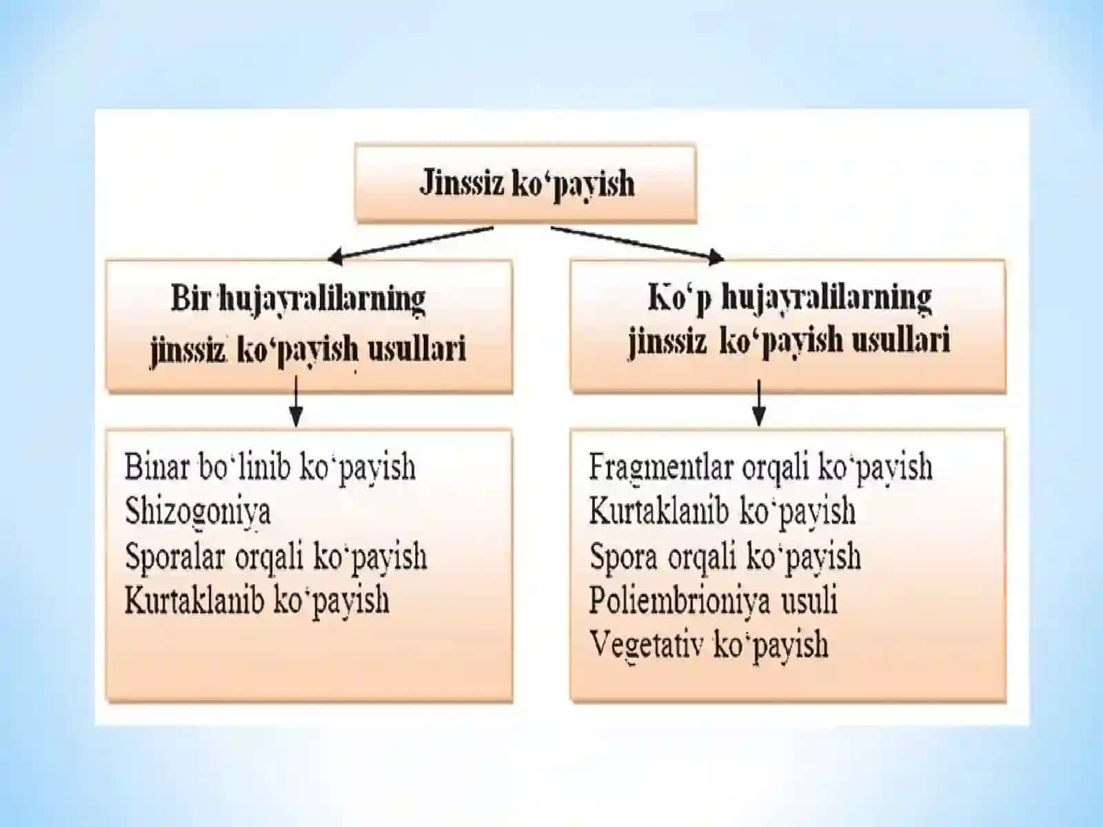 Jinssiz ko’payish 3