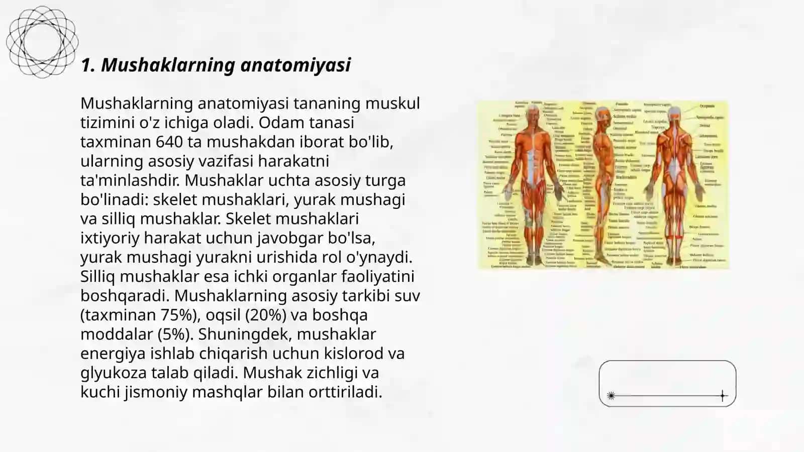 Muskullar sistemasi 3