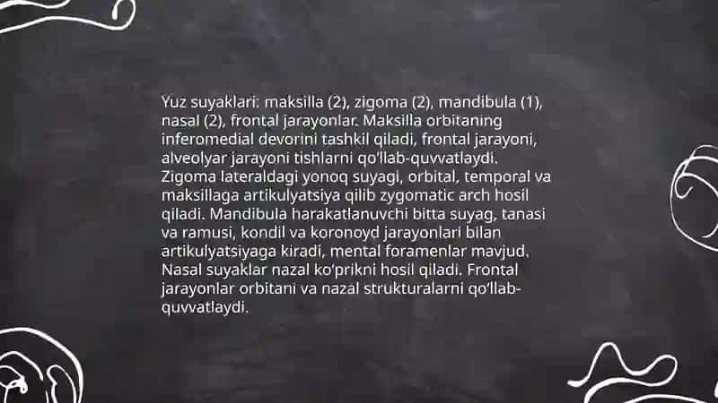 Yuz sohasi anatomiyasi 3