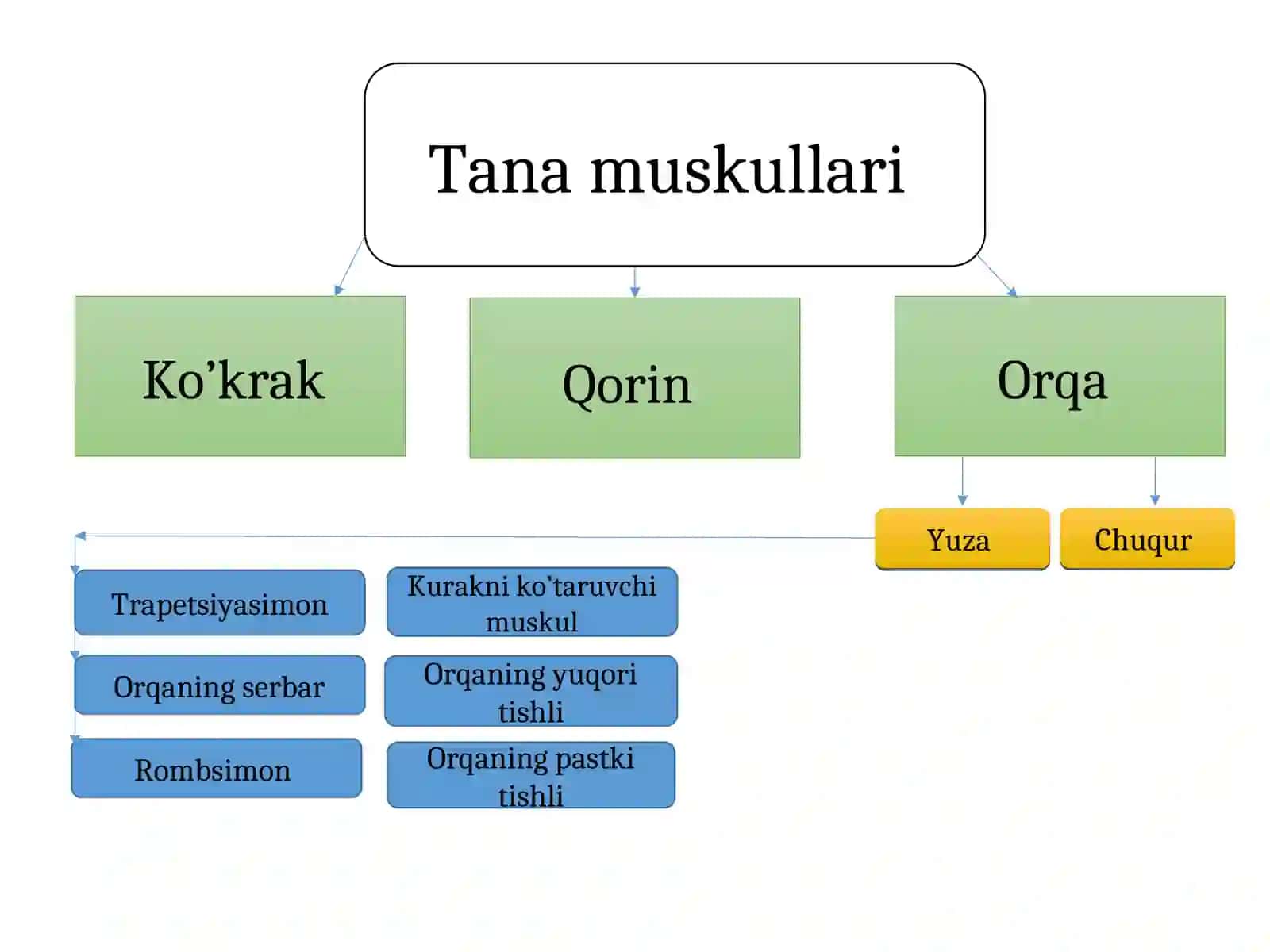 Gavda muskullari 3