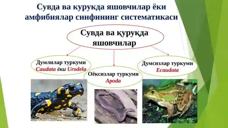 Amfibiyalarning sistematisi 3