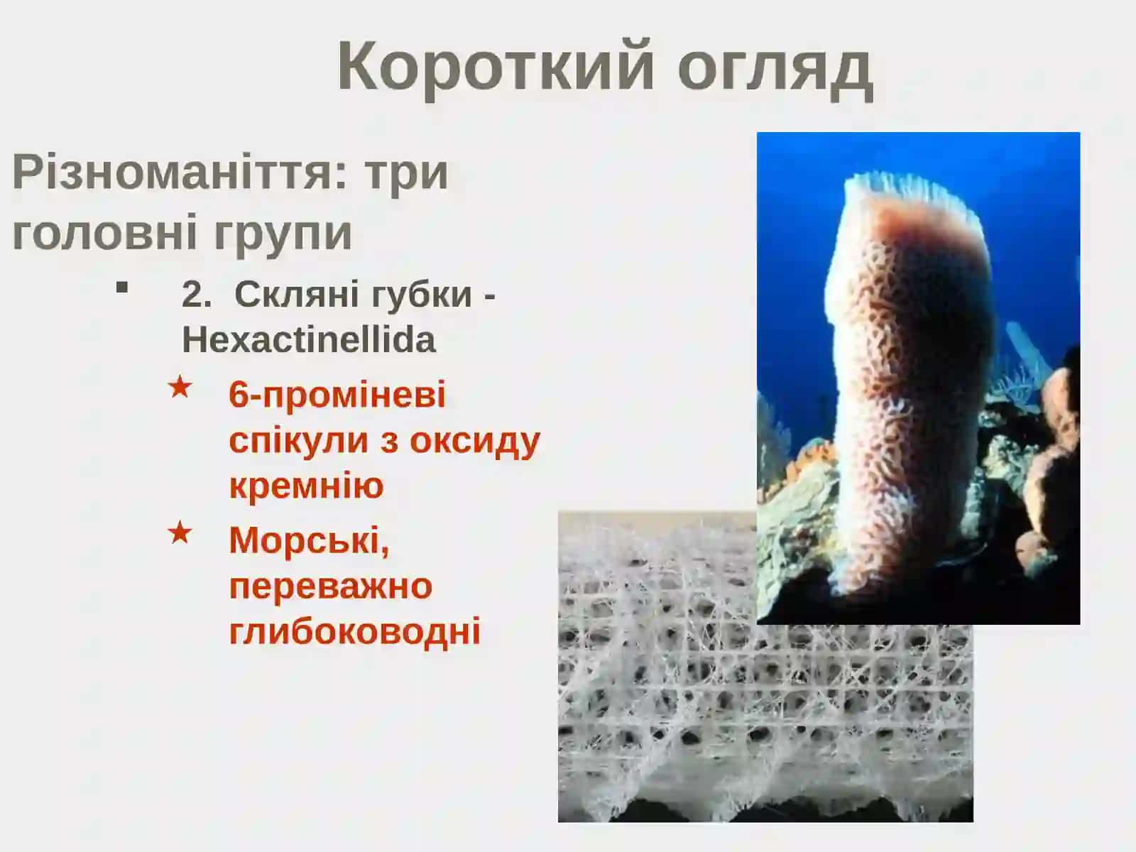 Тип Губки - Porifera 3