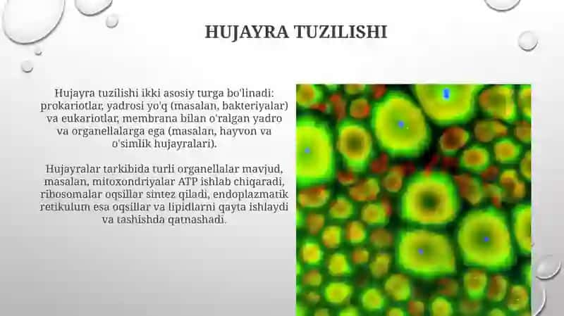 Hujayra tuzilishi 3