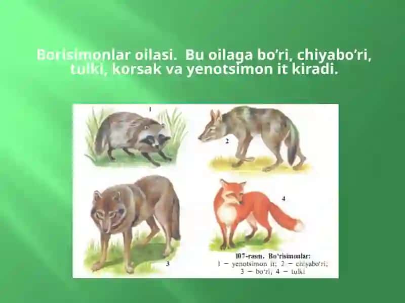 Yirtqich sutemizuvchilar turkumi 3