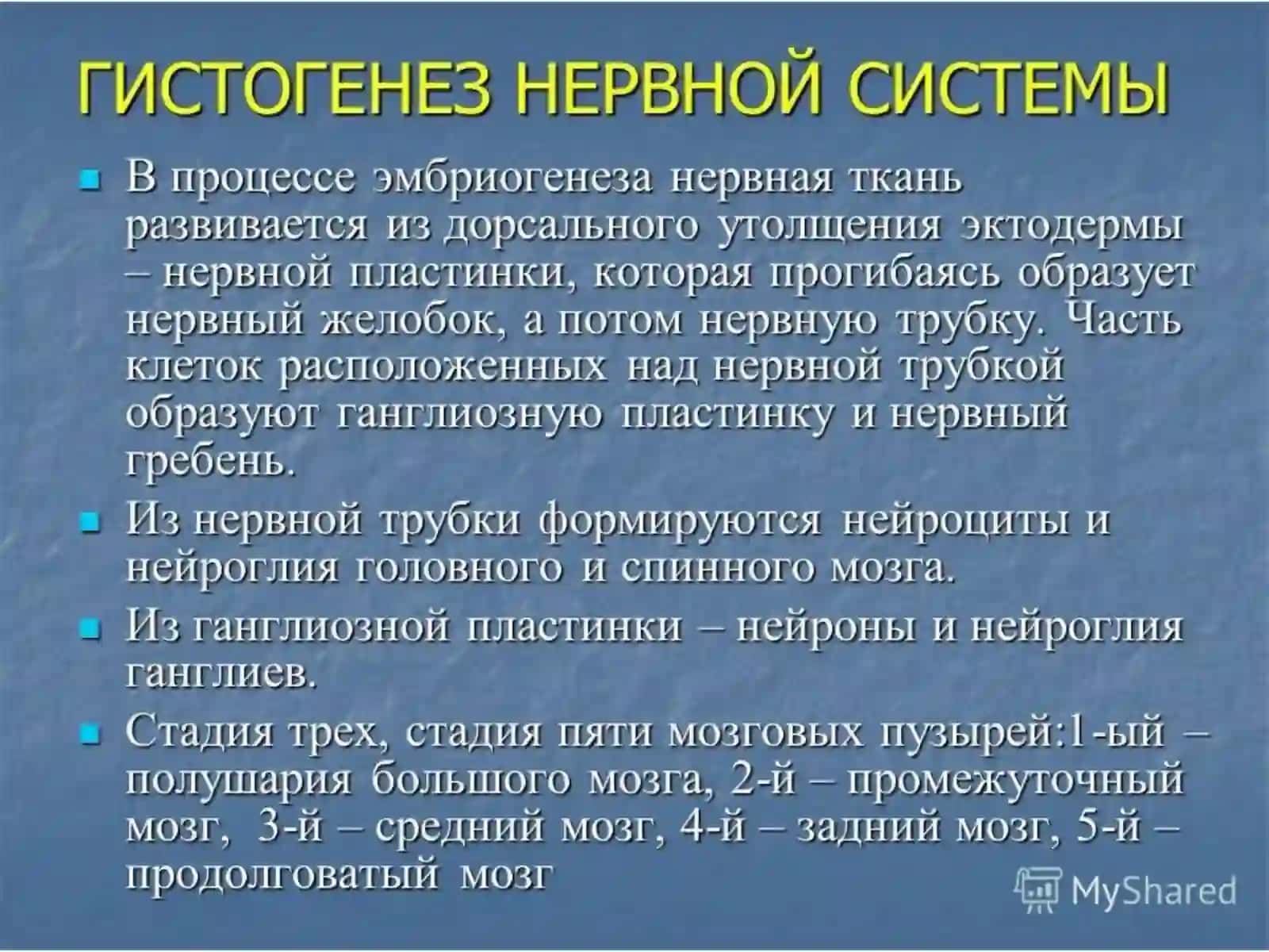 Кора головного мозга.Мозжечок 3