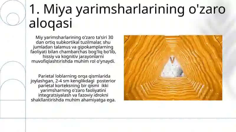 Bosh miyaning tuzilishi 3