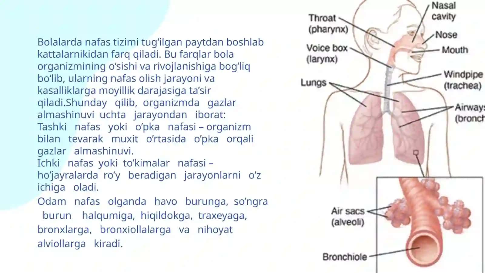 NAFASNING BOLALARDAGI HUSUSIYATI 3