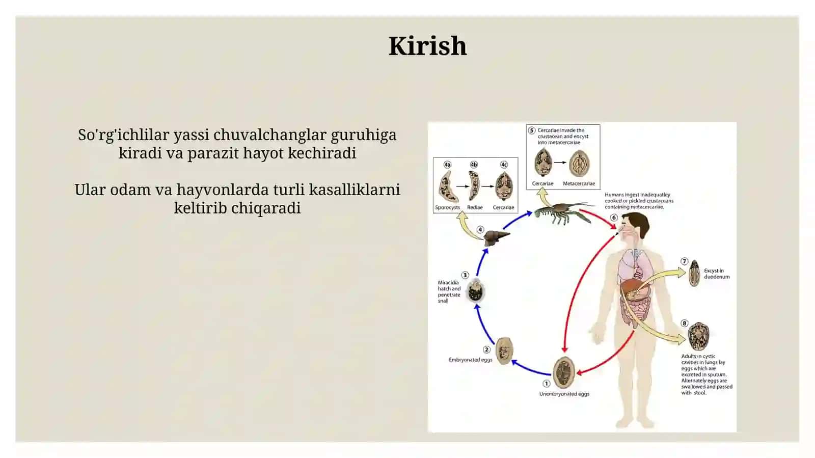 So'rg'ichlilar sinfi 3
