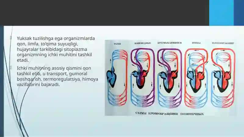 Hayvonlarning qonaylanish organlari evolutsiyasi 3