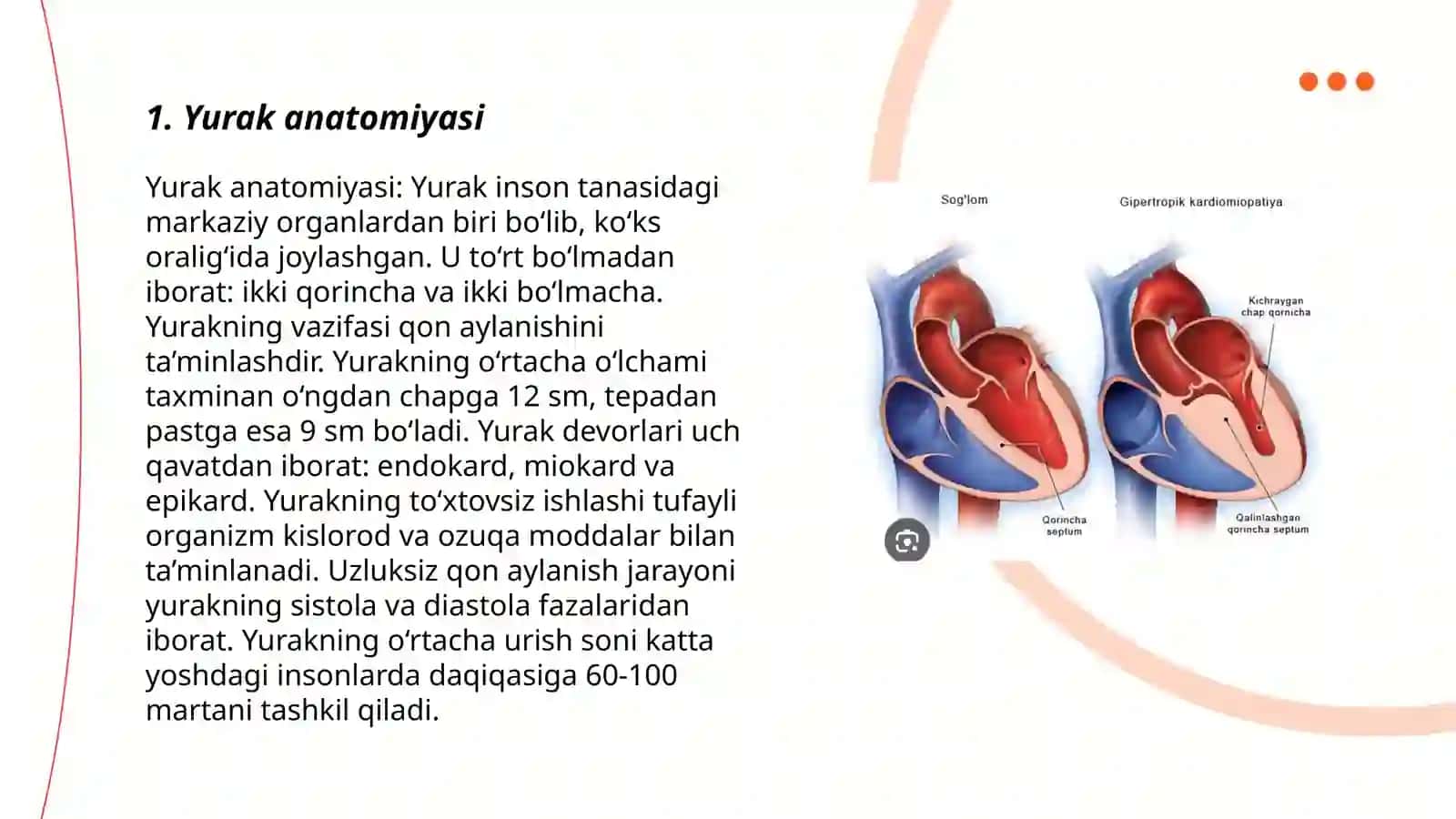 Yurak anatomiyasi 3