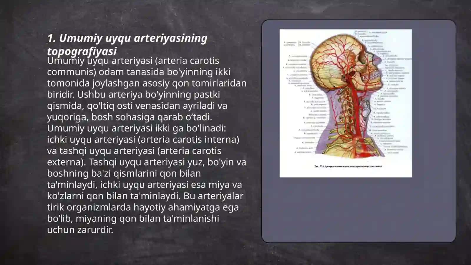 Umumiy uyqu arteriyasi 3