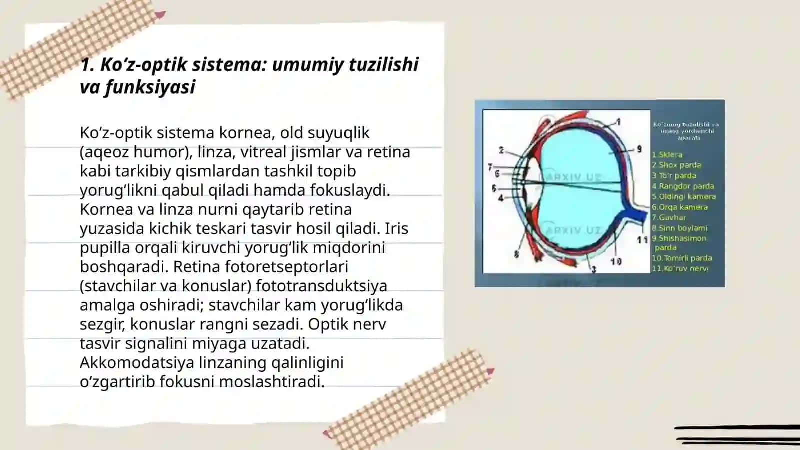 Ko‘z-optik sistema 3