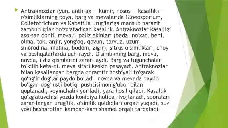 Uzumning antraknoz kasalligi. 3
