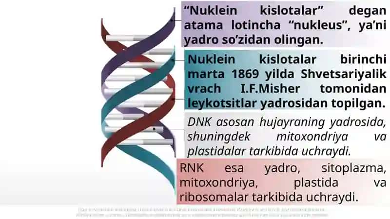 Nukleinkislotalar 3