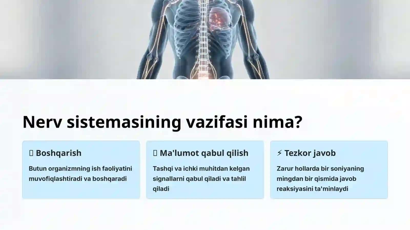 Nerv sistemasining tuzilishi 3