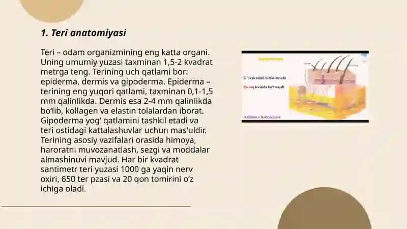 Teri tuzilishi va funksiyasi 3