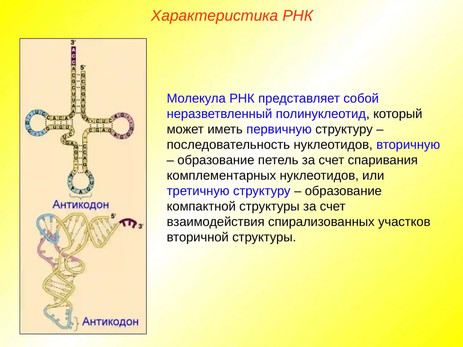 Рибонуклеиновые кислоты, АТФ 3