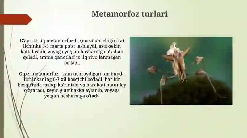 Metamorfoz 3