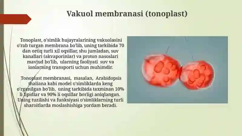 Vakuol membranasi (tonoplast) 3