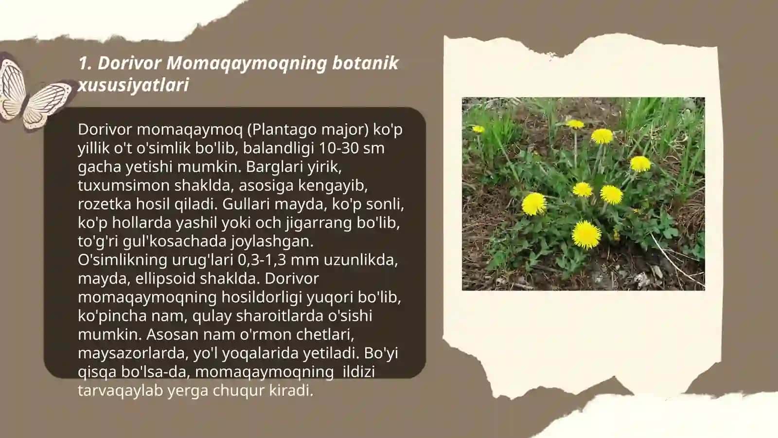 Dorivor Momaqaymoq (Taraxacum officinale 3